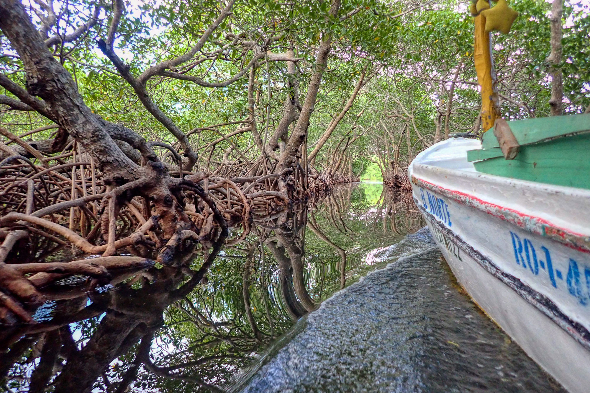 Mangrove Tour.