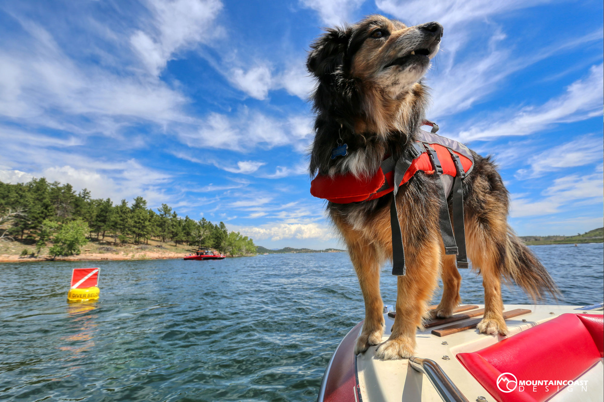 Dog on a Boat.