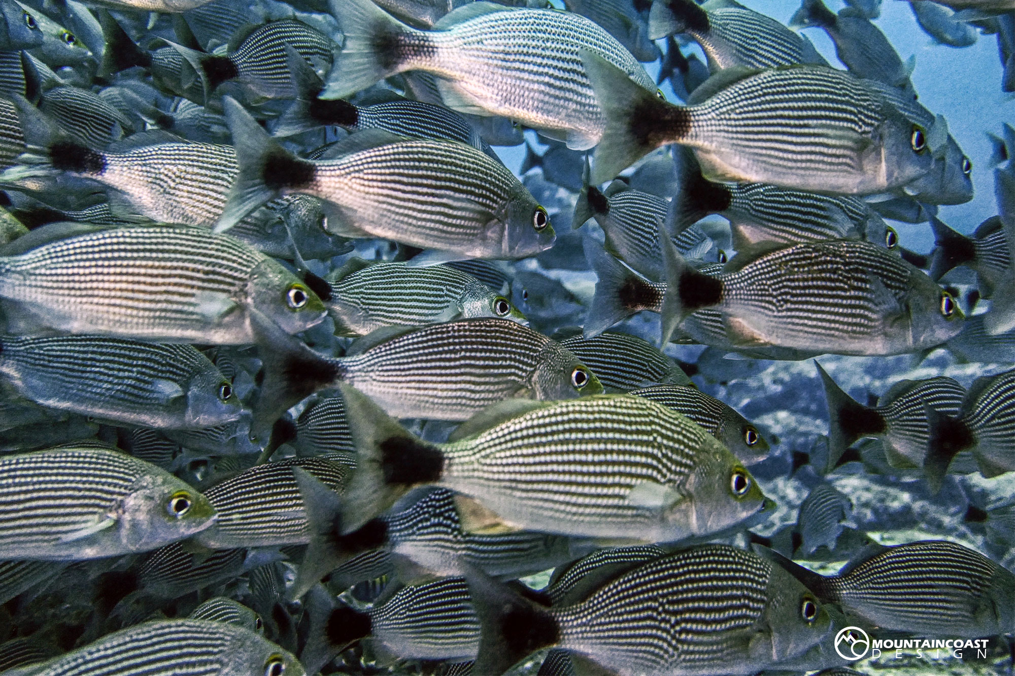 School of Fish.