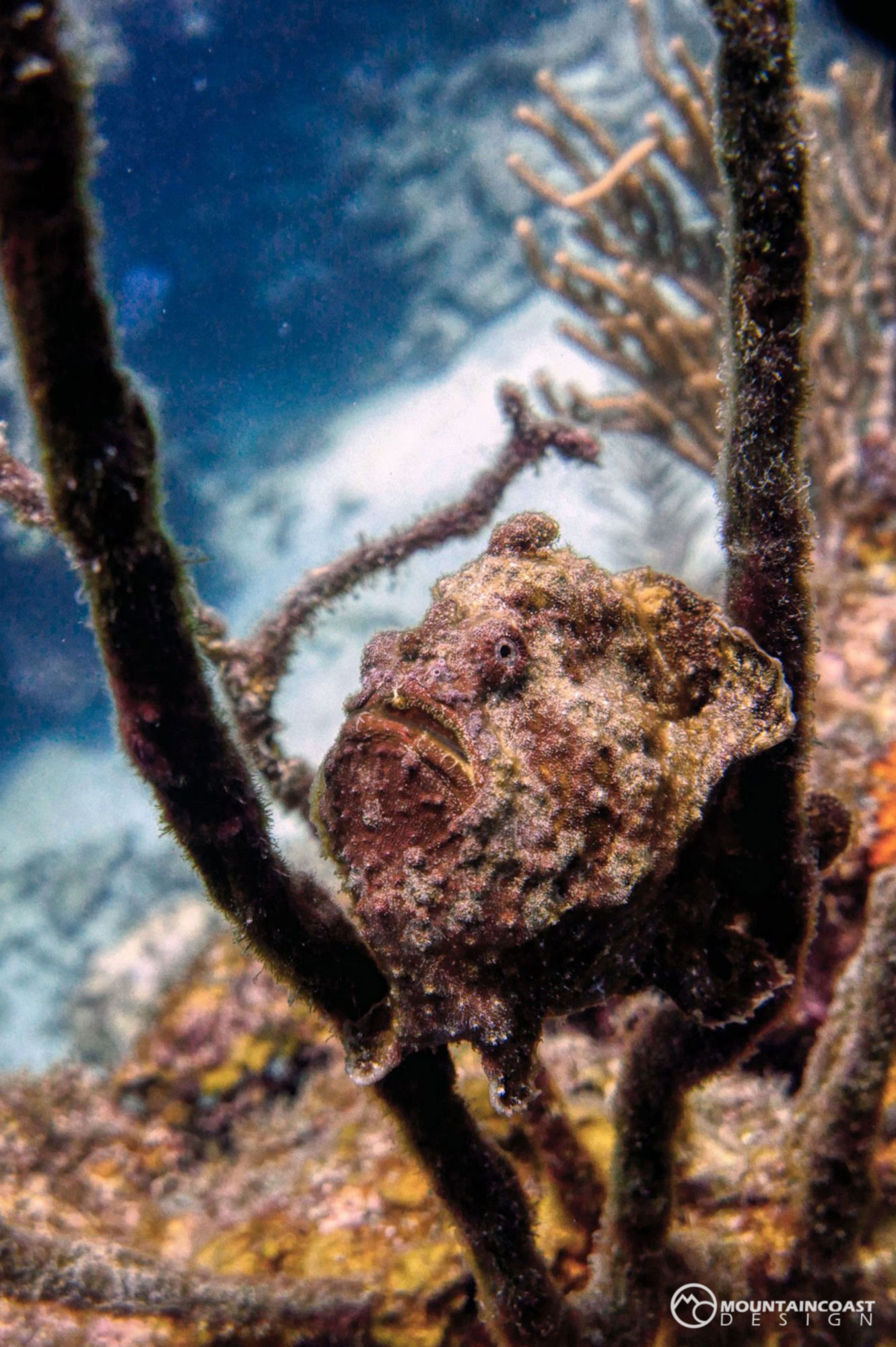 Frogfish.