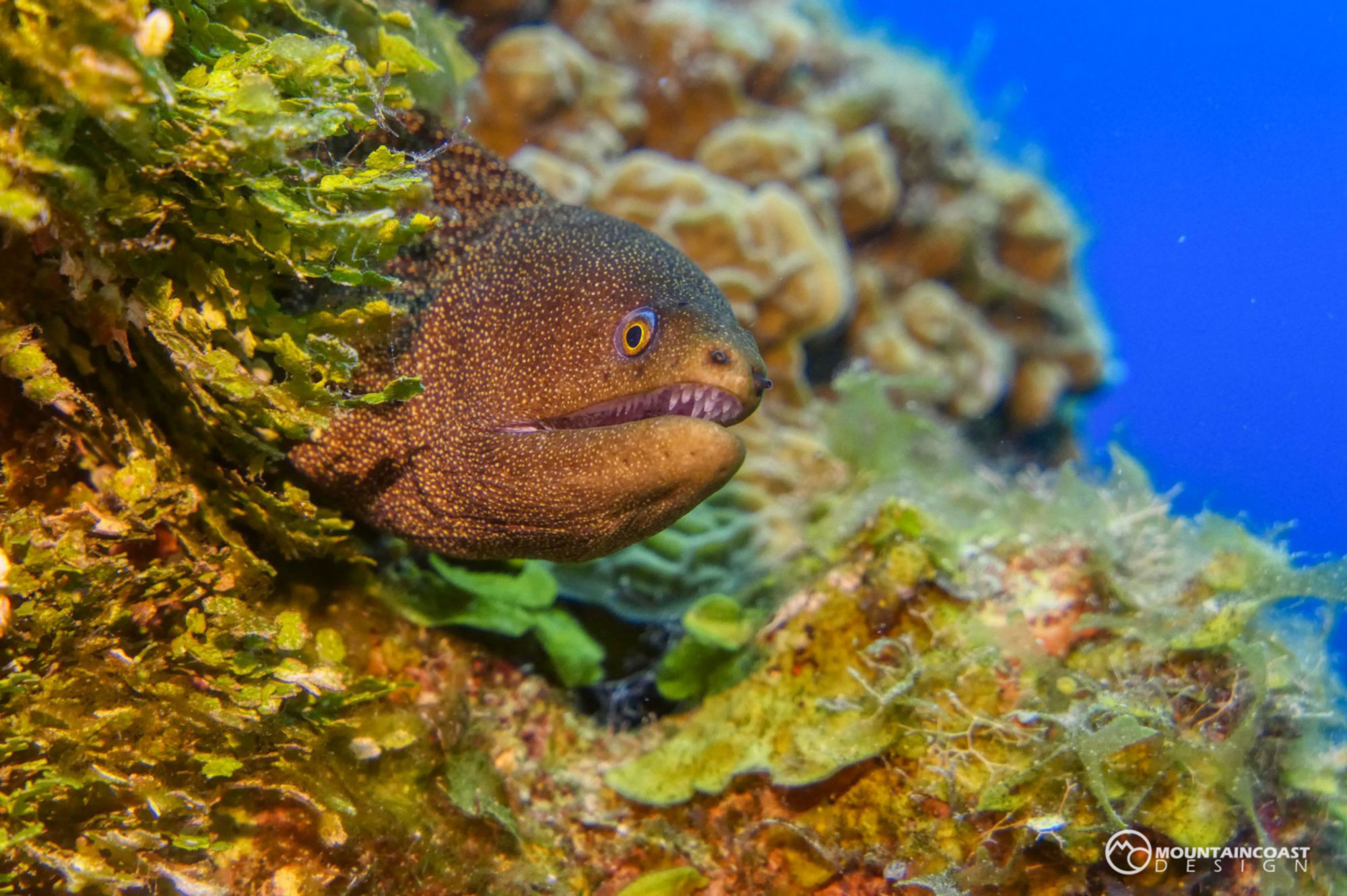 Golden Eel with Coral.