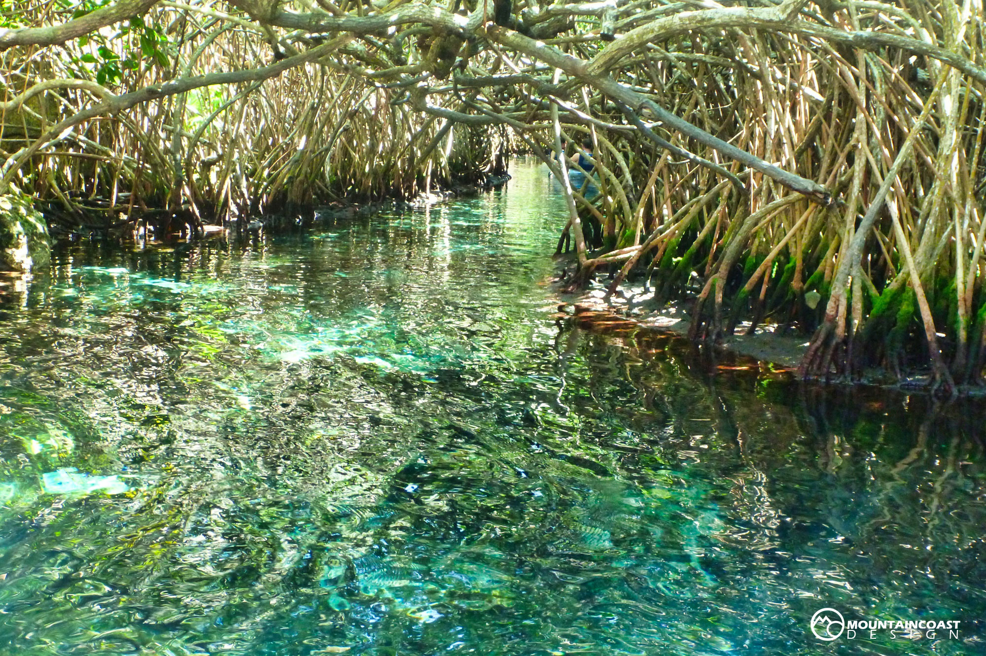 Mangrove.